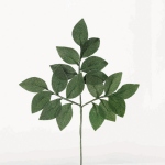 ちりめん榊(サカキ)【一本】